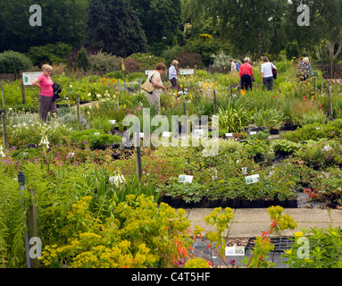 La Beth Chatto Garden et de pépinière, Elmstead Market, Essex, Angleterre Banque D'Images