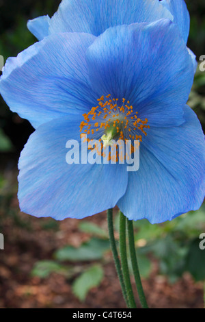 Fleurs bleues de l'Himalayan Poppy Meconopsis ou Dalemain Banque D'Images