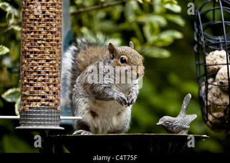 Squirrel assis sur une table d'oiseaux de manger du gras d'une mangeoire suspendue Banque D'Images