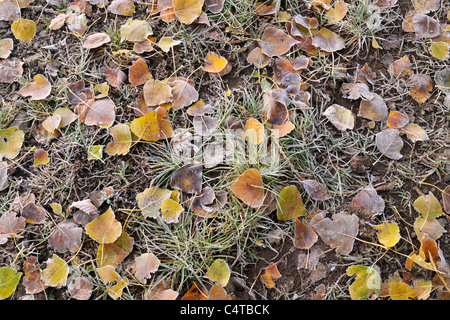 Les feuilles de peuplier avec le givre, Schotten, District de Vogelsberg, Hesse, Allemagne Banque D'Images