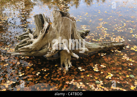 Racine d'arbre dans le lac, Floersbachtal, Main-Kinzig-Kreis, région de Darmstadt, Hesse, Spessart, Allemagne Banque D'Images