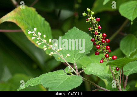 (Pigeonberry Rivina humilis), des rameaux de fleurs et de fruits. Banque D'Images