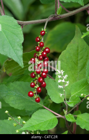 (Pigeonberry Rivina humilis), des rameaux de fleurs et de fruits. Banque D'Images