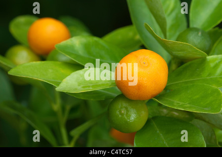 Calamondin (Citrofortunella microcarpa, les agrumes Citrus fortunella, mitis), mûr et fruit non mûr sur un buisson. Banque D'Images