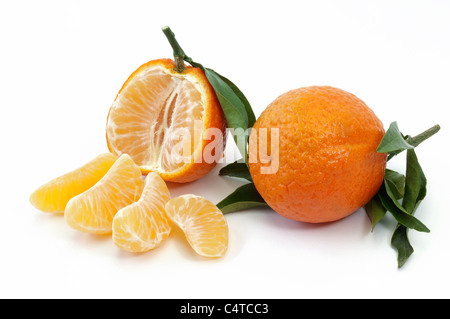 Clémentine (Citrus deliciosa), fruits mûrs, studio photo. Banque D'Images