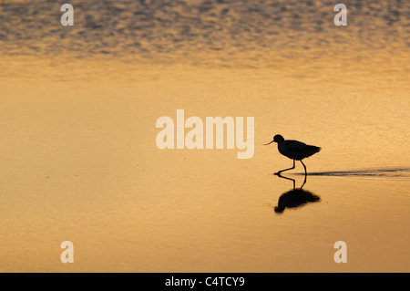 Avocette élégante (Recurvirostra avocetta eurasienne) des profils au lever du soleil, les marais nord du Kent, Kent, Angleterre, Août Banque D'Images