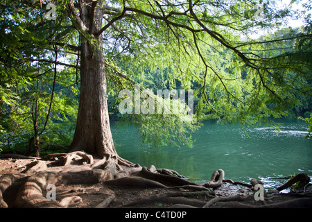 Red Bud Isle Dog Park - Austin, Texas Banque D'Images