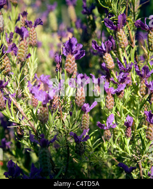 Planter des fleurs de lavande close up Banque D'Images