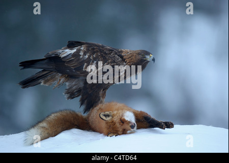 L'Aigle royal (Aquila chrysaetos). Femelle adulte debout sur un dead Red Fox, la Norvège. Banque D'Images