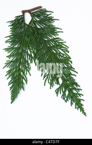 Le thuya géant (Thuja plicata excelsa), des rameaux. Studio photo sur un fond blanc. Banque D'Images