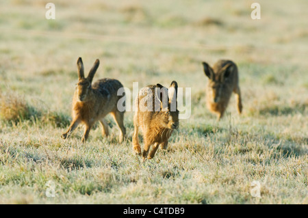 Lièvres bruns (Lepus europaeus), chasse, réserve naturelle d'Elmley, Kent, Angleterre Banque D'Images