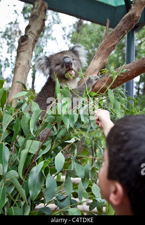 L'alimentation d'un visiteur koala pour Healesville Sanctuary, Victoria, Australie Banque D'Images