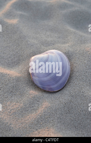 Un coquillage sur le sable, Scharbeutz, Ostholstein, Schleswig-Holstein, Allemagne Banque D'Images