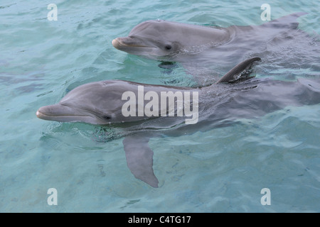 Les grands dauphins communs, la mer des Caraïbes, Roatan, Bay Islands, Honduras Banque D'Images