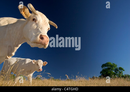 Tourné à angle faible d'une vache Charolaise et son veau (France). Portrait en contre-plongée d'une vache Charolaise et de son veau. Banque D'Images