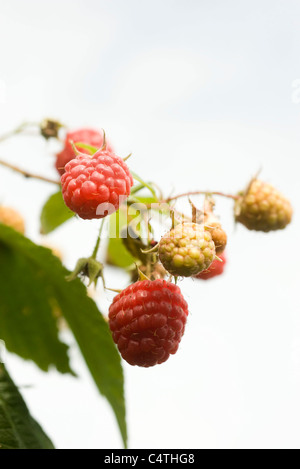 Mûrissement framboises sur Bush Banque D'Images