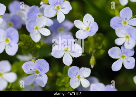 Veronica officinalis, Allgau, Bavaria Allemagne Banque D'Images