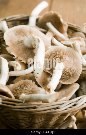 Chanterelles Banque D'Images