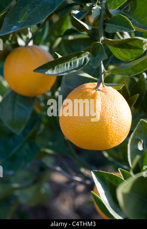 Les oranges growing on tree Banque D'Images