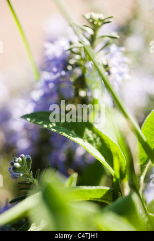 Feuilles et fleurs, defocused Banque D'Images