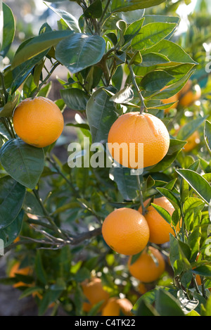 Les oranges growing on tree Banque D'Images