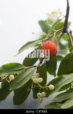 La direction générale de litchi Banque D'Images