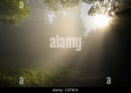 Soleil qui brille en coupe de la forêt, Busenberg, Pfalzerwald, Rhénanie-Palatinat, Allemagne Banque D'Images