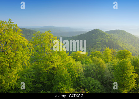 Au printemps, la forêt, Nothweiler Pfalzerwald, Rhénanie-Palatinat, Allemagne Banque D'Images