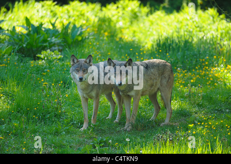 Les loups en prairie, Allemagne Banque D'Images