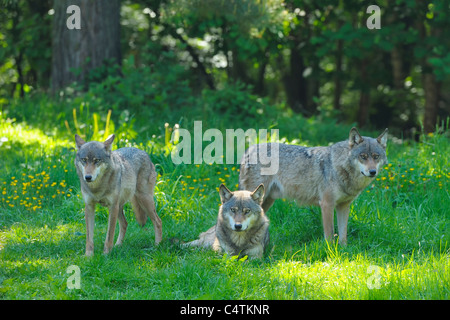 Les loups en prairie, Allemagne Banque D'Images