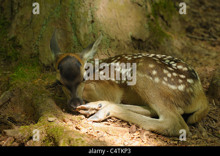 Red Deer Fawn en forêt, Allemagne Banque D'Images