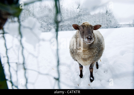 Les moutons debout dans la neige, looking at camera Banque D'Images