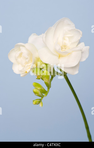 Close-up de Freesia Banque D'Images