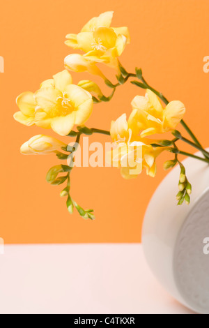 Freesia dans un Vase Banque D'Images