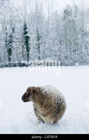 Mouton debout dans la neige jusqu'aux genoux Banque D'Images