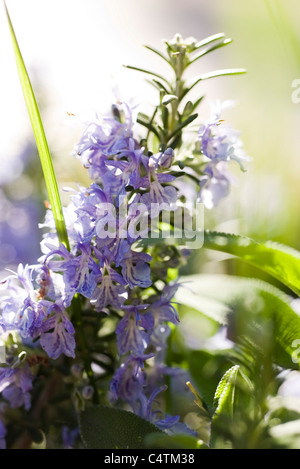 Le romarin en fleurs Banque D'Images