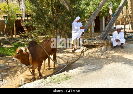 Les hommes arabes en costume traditionnel démontrer l'utilisation des buffles d'eau à tirer de l'eau d'un puits du désert à FUJAIRAH, EMIRATS ARABES UNIS. Banque D'Images