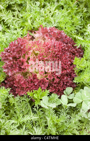 Laitue rouge et verts carrot growing in field Banque D'Images