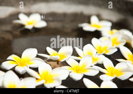 Frangipani flowers floating in water Banque D'Images
