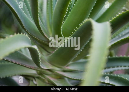 Plante d’Aloe vera Banque D'Images