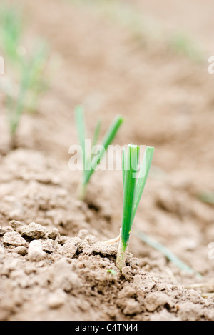 Oignons verts growing in field Banque D'Images