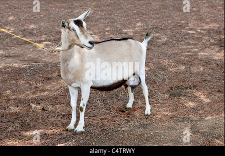 Goat Transgénique, De Type Alpin. Banque D'Images