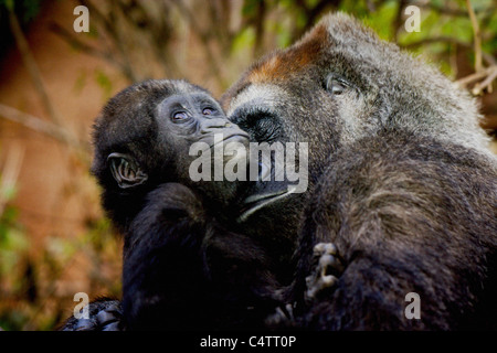 GORILLA MOTHER HOLDING BABY GORILLA TENDREMENT DANS LES BRAS AVEC DE L'EXPRESSION D'AMOUR Banque D'Images