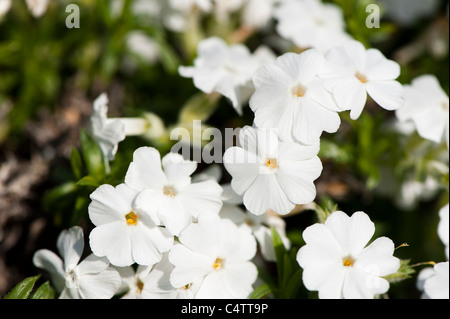 Phlox stolonifera, Creeping Phlox, en fleurs Banque D'Images