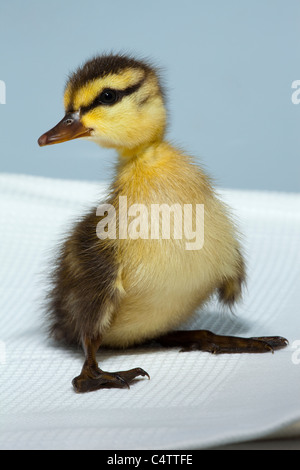 Canard (Anas platyrhynchos). Un perdu, séparé de la mère, d'oiseaux d'un jour. On s'occupe de nous et contenue dans une cage de l'hôpital. Banque D'Images