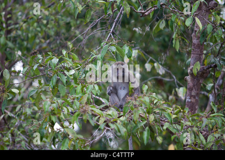 Un macaque à longue queue se trouve sur l'arbre à Tanjung Puting Parc National, centre de Kalimantan, Indonésie Banque D'Images