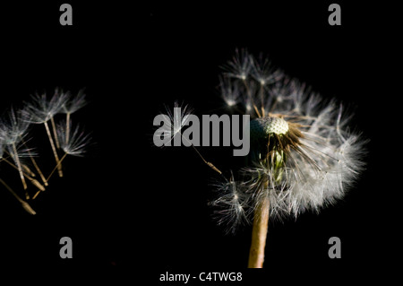 Vent qui souffle au large de graines de pissenlit (Taraxacum officinale) seedhead Banque D'Images