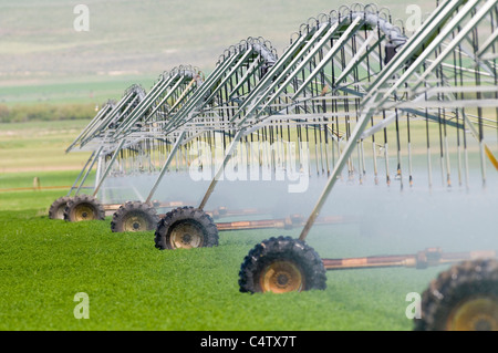 Tête de sprinkleur à faible débit à pivot central sur la ligne agricole dans le sud de l'Idaho sprinkleur Banque D'Images