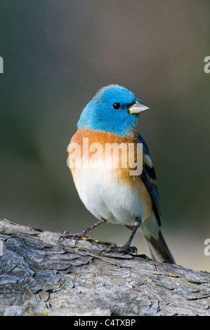 Passerin azuré mâle (Passerina amoena) en plumage de printemps Banque D'Images