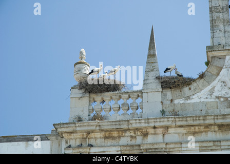 Cigognes blanches qui nichent dans un bâtiment historique de la ville de Faro, Portugal Banque D'Images